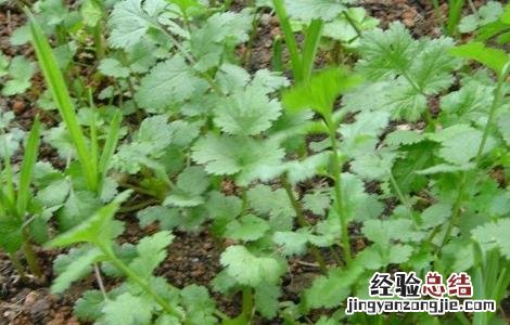 香菜不出苗怎么办 种植的香菜为什么老是不出苗
