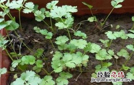 香菜不出苗怎么办 种植的香菜为什么老是不出苗