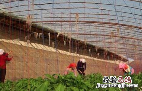 辣椒疯秧原因及预防措施 辣椒疯秧原因及预防措施视频