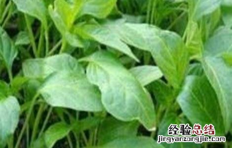 辣椒疯秧原因及预防措施 辣椒疯秧原因及预防措施视频