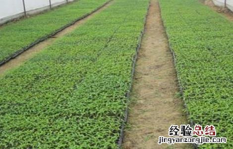 辣椒幼苗冻害预防措施 辣椒苗怎么防冻