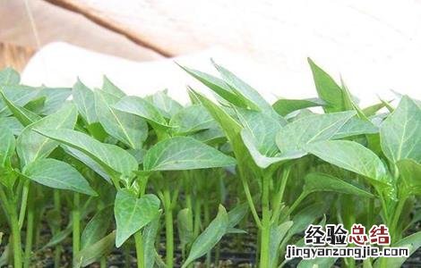 辣椒幼苗冻害预防措施 辣椒苗怎么防冻