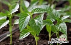 辣椒幼苗冻害预防措施 辣椒苗怎么防冻