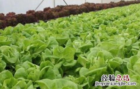 蔬菜使用冲肥注意事项 蔬菜使用冲肥注意事项