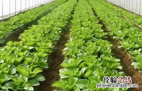 蔬菜使用冲肥注意事项 蔬菜使用冲肥注意事项