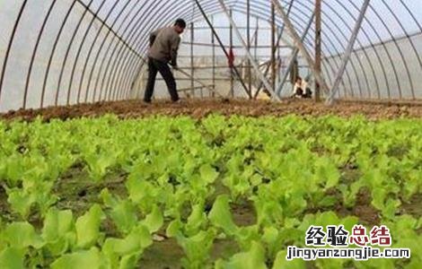 蔬菜使用冲肥注意事项 蔬菜使用冲肥注意事项