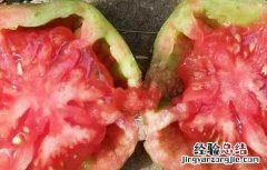 番茄空心原因及预防措施 番茄空心原因及预防措施有哪些