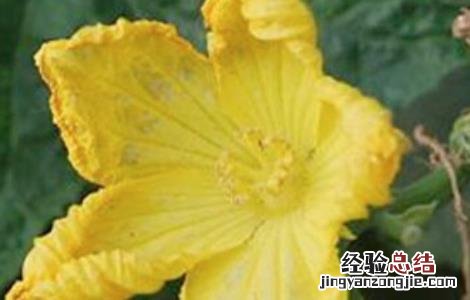 大棚丝瓜烂花原因及防治措施 大棚丝瓜烂花原因及防治措施