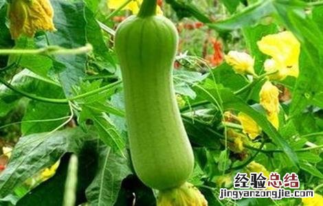 大棚丝瓜烂花原因及防治措施 大棚丝瓜烂花原因及防治措施