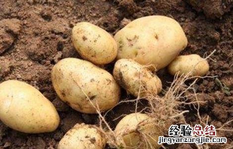 马铃薯品种退化的预防措施 马铃薯品种退化的预防措施有哪些