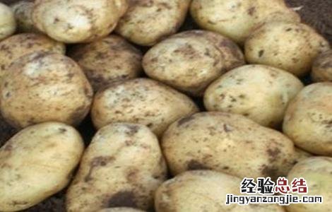 马铃薯品种退化的预防措施 马铃薯品种退化的预防措施有哪些