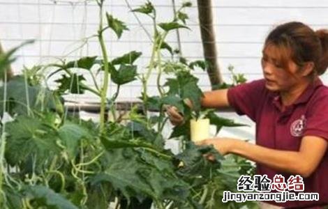 大棚丝瓜蘸花技术要点 大棚丝瓜蘸花技术