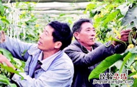 大棚丝瓜蘸花技术要点 大棚丝瓜蘸花技术