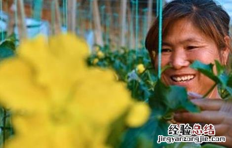 大棚丝瓜蘸花技术要点 大棚丝瓜蘸花技术