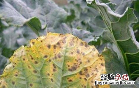 西兰花黑腐病的防治措施 西兰花黑腐病用什么药防治