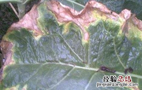西兰花黑腐病的防治措施 西兰花黑腐病用什么药防治