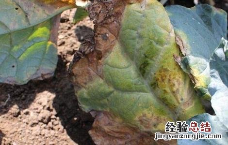 西兰花黑腐病的防治措施 西兰花黑腐病用什么药防治