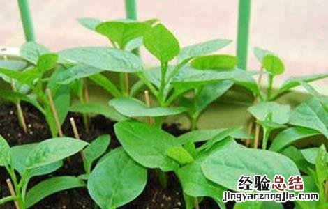 木耳菜种植注意事项有哪些 木耳菜种植注意事项