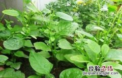 木耳菜种植注意事项有哪些 木耳菜种植注意事项
