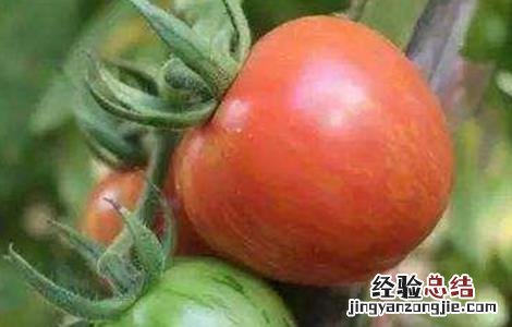 番茄花脸果发生的原因 蕃茄花皮果产生原因