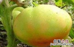 番茄花脸果发生的原因 蕃茄花皮果产生原因