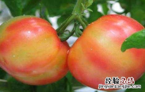番茄花脸果发生的原因 蕃茄花皮果产生原因