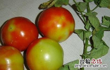 番茄花脸果发生的原因 蕃茄花皮果产生原因