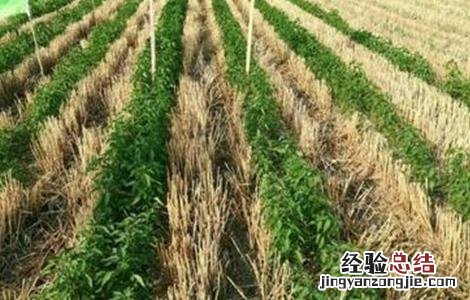 麦茬小辣椒的种植方法视频 麦茬小辣椒的种植方法