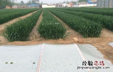 麦茬小辣椒的种植方法视频 麦茬小辣椒的种植方法