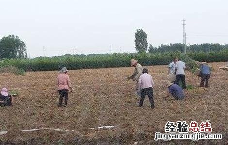 麦茬小辣椒的种植方法视频 麦茬小辣椒的种植方法