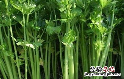 芹菜种植注意事项 芹菜种植注意事项有哪些