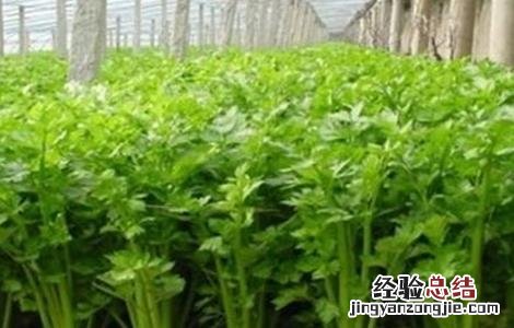 芹菜种植注意事项 芹菜种植注意事项有哪些