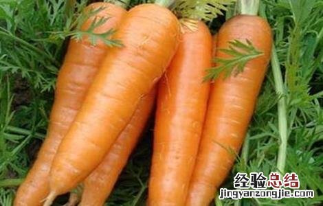 胡萝卜播种要点