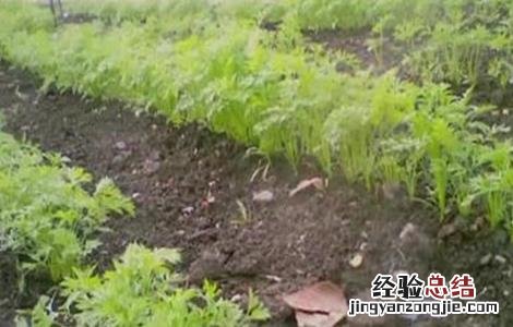 胡萝卜播种要点