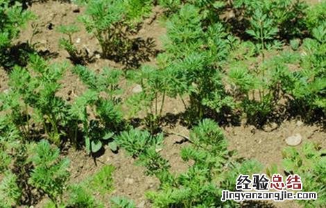 胡萝卜播种要点