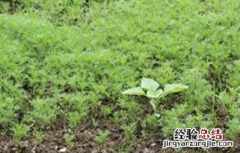 胡萝卜播种要点