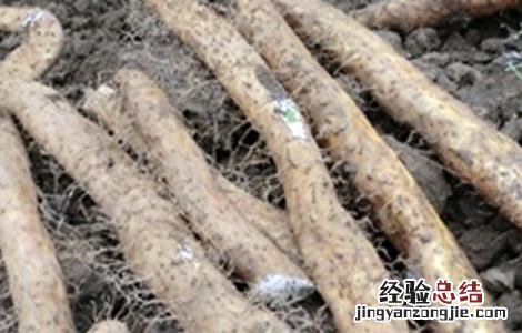 山药种性退化原因及解决方法 山药种性退化原因及解决方法视频