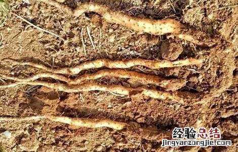山药种性退化原因及解决方法 山药种性退化原因及解决方法视频