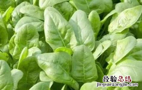 菠菜越冬要注意什么问题 菠菜越冬要注意什么