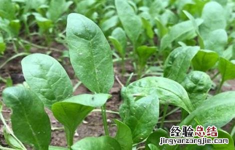 菠菜越冬要注意什么问题 菠菜越冬要注意什么