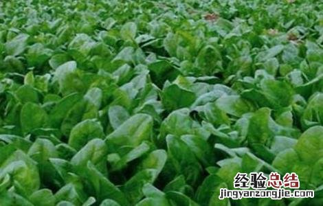 菠菜越冬要注意什么问题 菠菜越冬要注意什么
