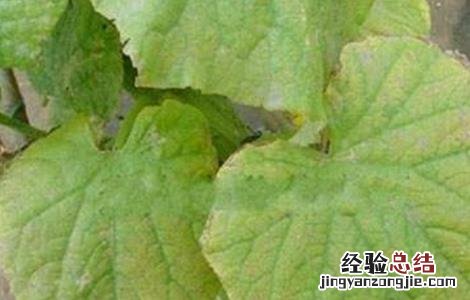 黄瓜缺素症状及防治 黄瓜缺素症状及防治措施