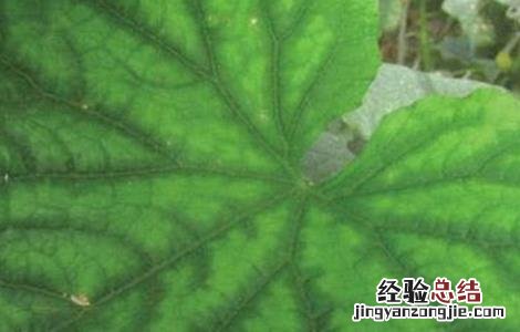 黄瓜缺素症状及防治 黄瓜缺素症状及防治措施