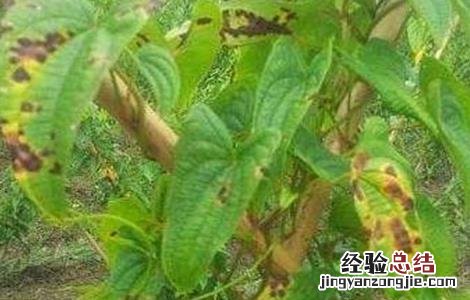 山药烂种死苗原因及解决方法 山药烂种死苗原因及解决方法