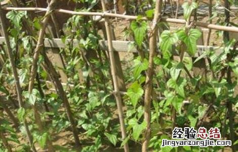 山药烂种死苗原因及解决方法 山药烂种死苗原因及解决方法