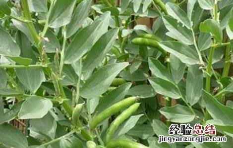 蚕豆种植如何增产 蚕豆怎样种植产量高