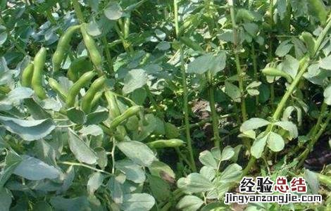 蚕豆种植如何增产 蚕豆怎样种植产量高
