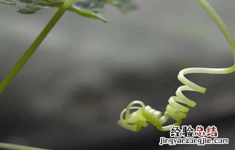 黄瓜卷须细是什么原因 黄瓜卷须是怎么回事