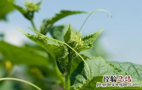 黄瓜卷须细是什么原因 黄瓜卷须是怎么回事