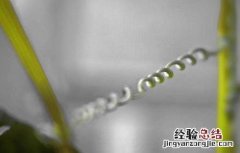 黄瓜卷须细是什么原因 黄瓜卷须是怎么回事